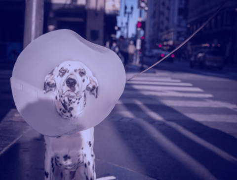 dog wearing cone collar sitting on busy street