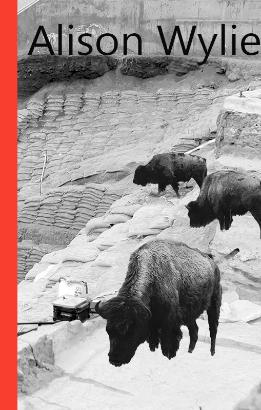 buffalo grazing in an archaeological dig