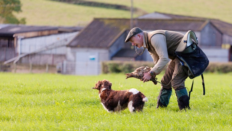 Dog in field with owner