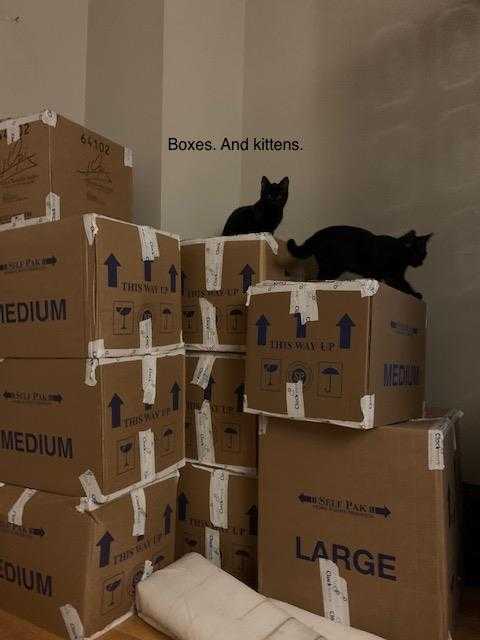 Moving boxes with cats sitting on top