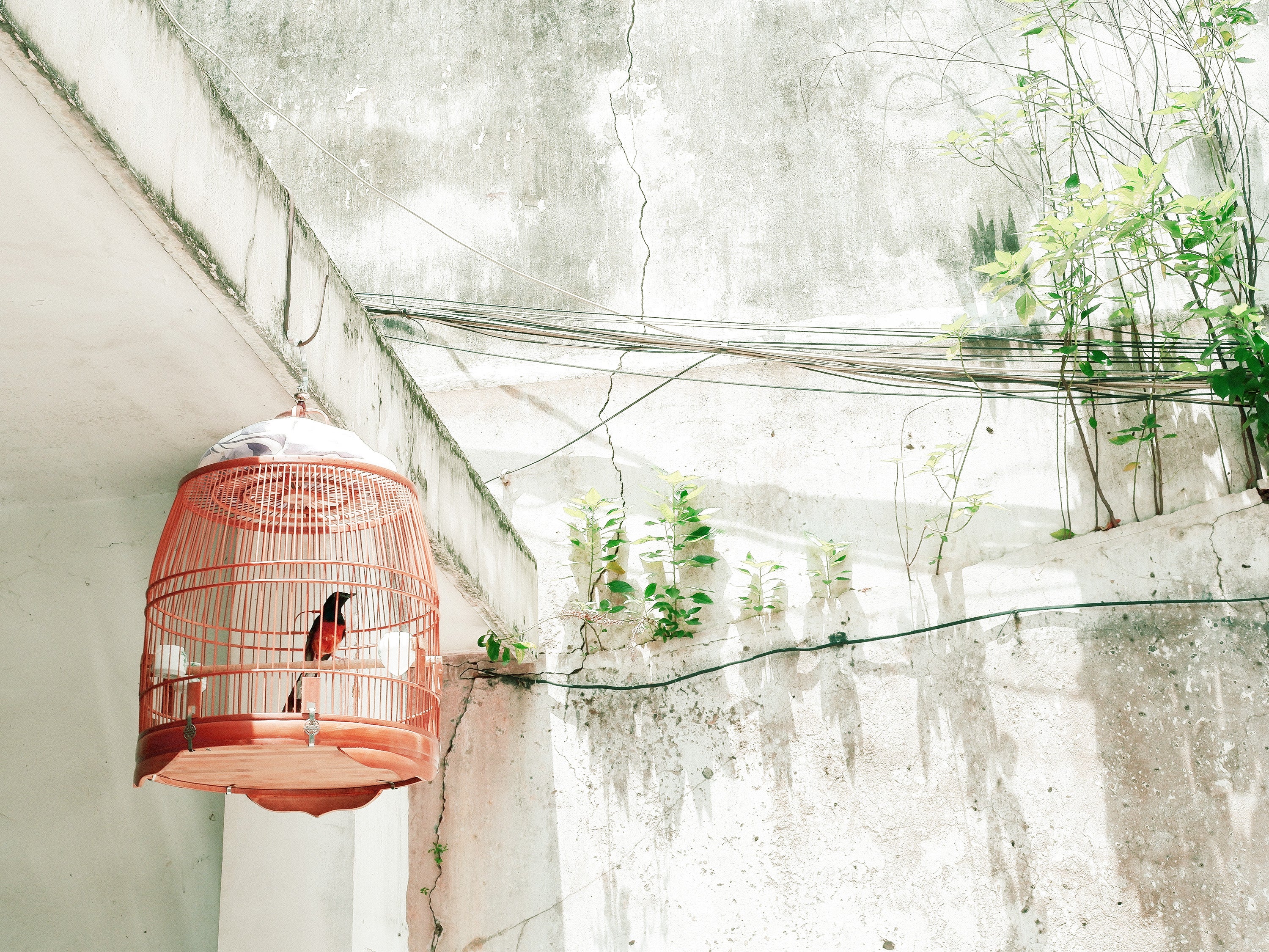 a song bird in a cage