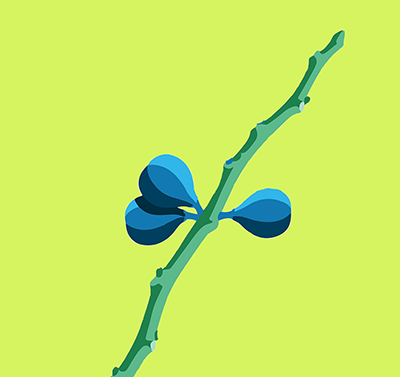 branch of a fig tree with figs but no leaves