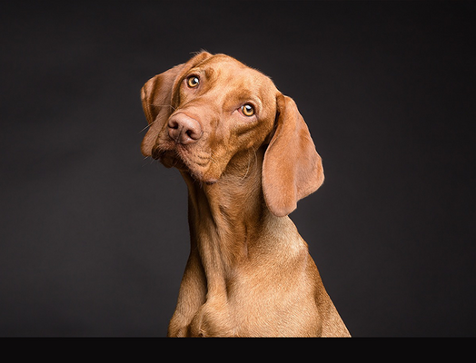 a dog with its head cocked to the side