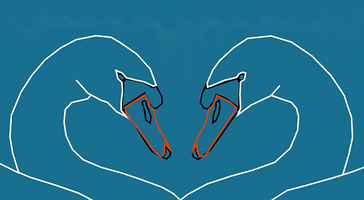 two swans facing each other, neck create a heart shape