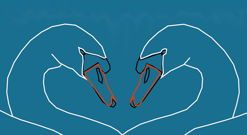 two swans facing each other, neck create a heart shape