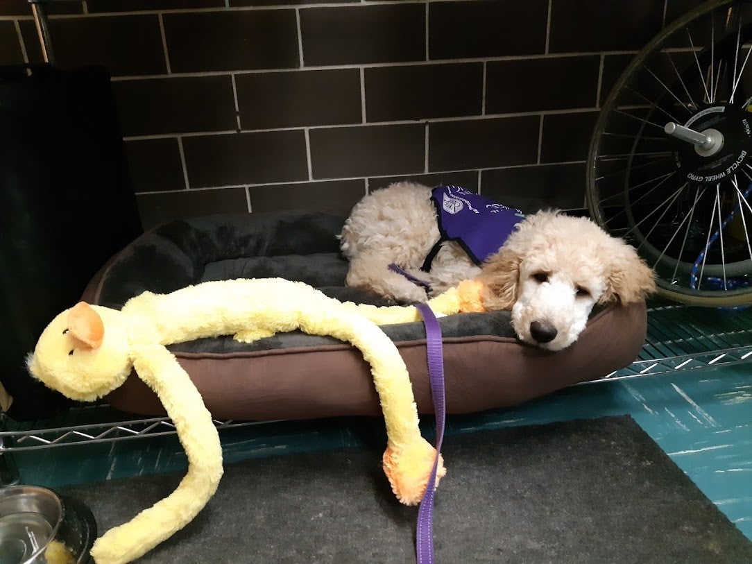 Heather's dog in chilling in a dog bed.