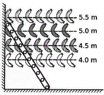 Relative positions of the sausages hanging on clotheslines. Top row 5.5 m, second row 5.0 m, third row 4.5 m, and fourth row 4.0 m.