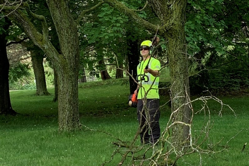 Arborist trimming trees