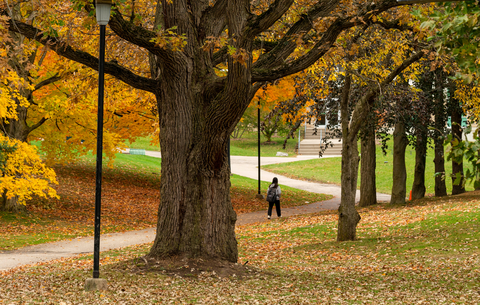 Campus in the fall