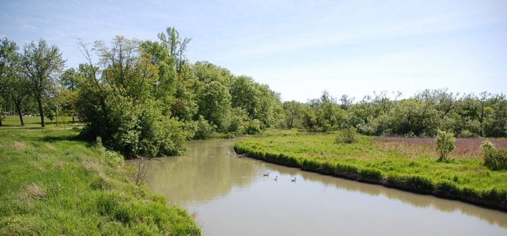 Des canards dans Oshawa Creek.