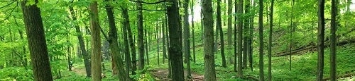 arbres dans un forêt
