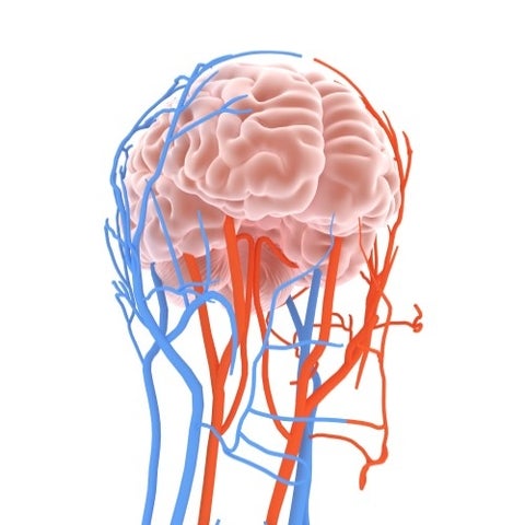 brain-vasculature
