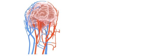 Brain with circulatory system