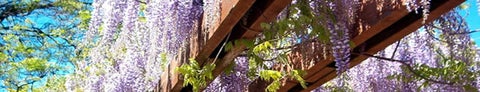 plants on wooden beam