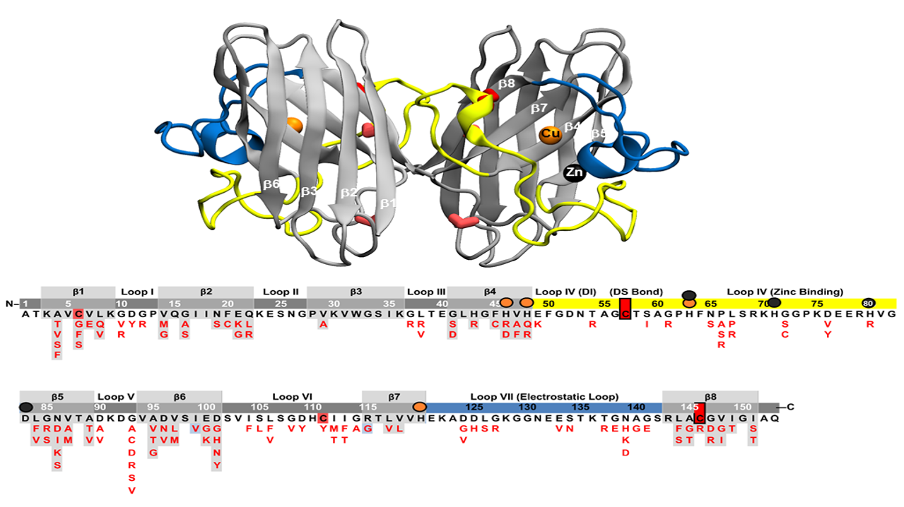 Superoxide Dismutase: Role of Protein Misfolding In Disease 