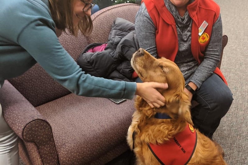 therapy dogs being pet