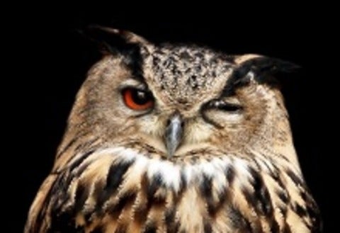 Head shot of owl with one eye closed