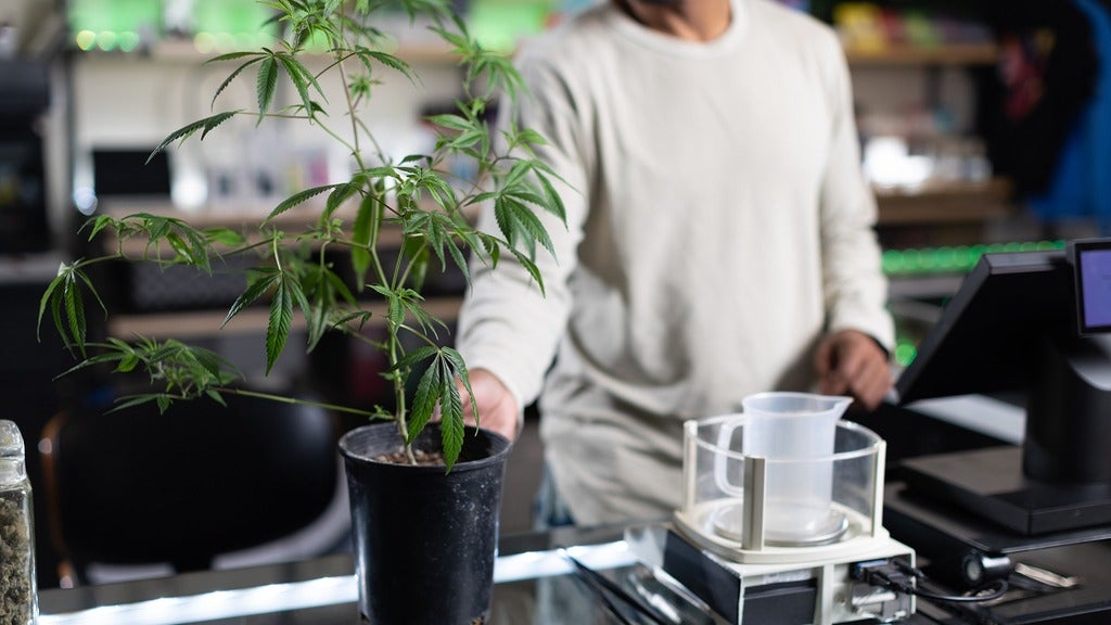 Person holds cannabis plant at checkout counter of a cannabis store.