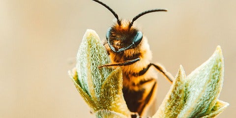Honey bee on tree bud.