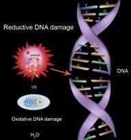 Reductive DNA damage