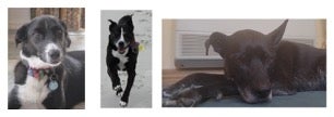 three different dogs