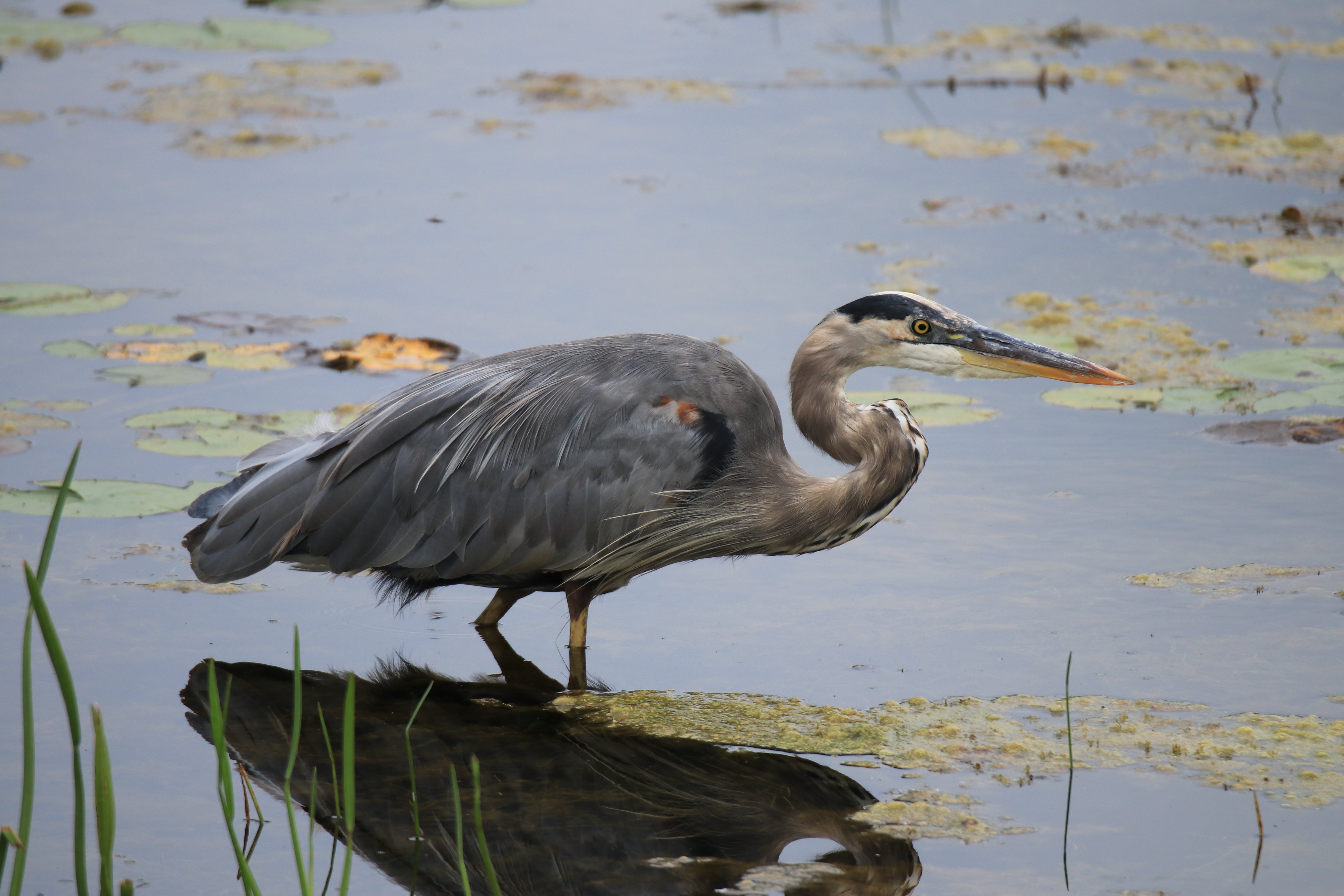 Great Blue Heron in a lake with lili pads