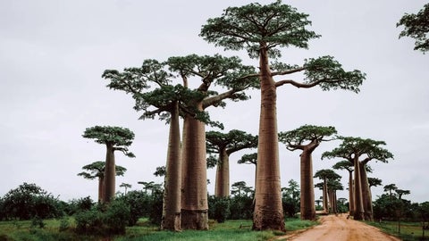 a dirt road lined with tall baobab trees under an overcast sky