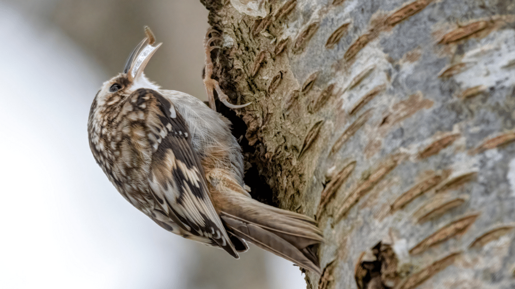 Brown creeper songbird perched on a tree