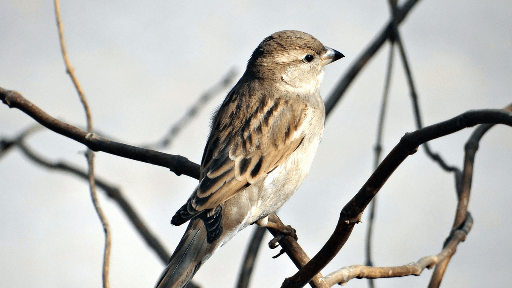 Small bird on a tree limb.