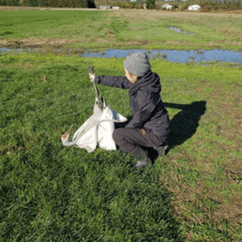 Student holding a sandhill crane by the legs in a grassy field