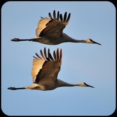 Two Sandhill Cranes in flight