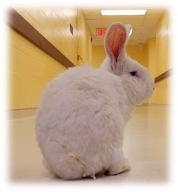White rabbit