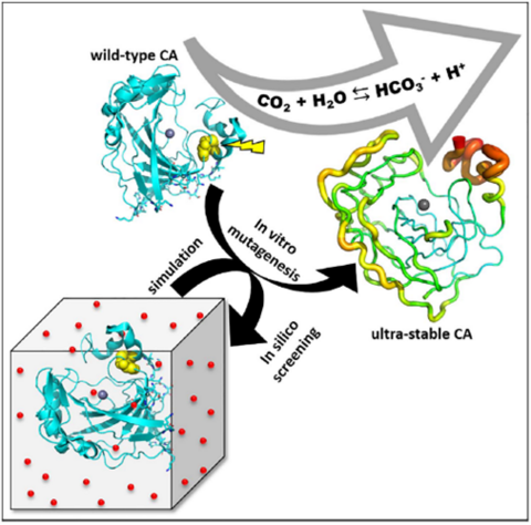 Graphic representation of a new carbonic anhydrase enzyme with high stability and catalytic efficiency