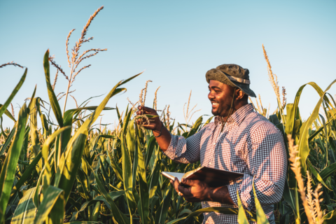 Man holding a book and inspecting wheat in a field