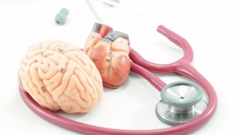 A medical stethoscope placed around detailed anatomical models of a human brain and heart