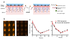 Image depicting basis of aptamer HMN biosensor and aptamer functionalization