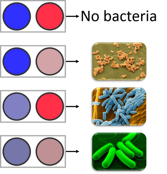 Visual Pathogen Detection