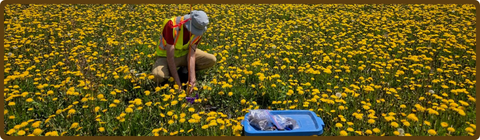 A student collecting soil samples in a meadow restoration area.