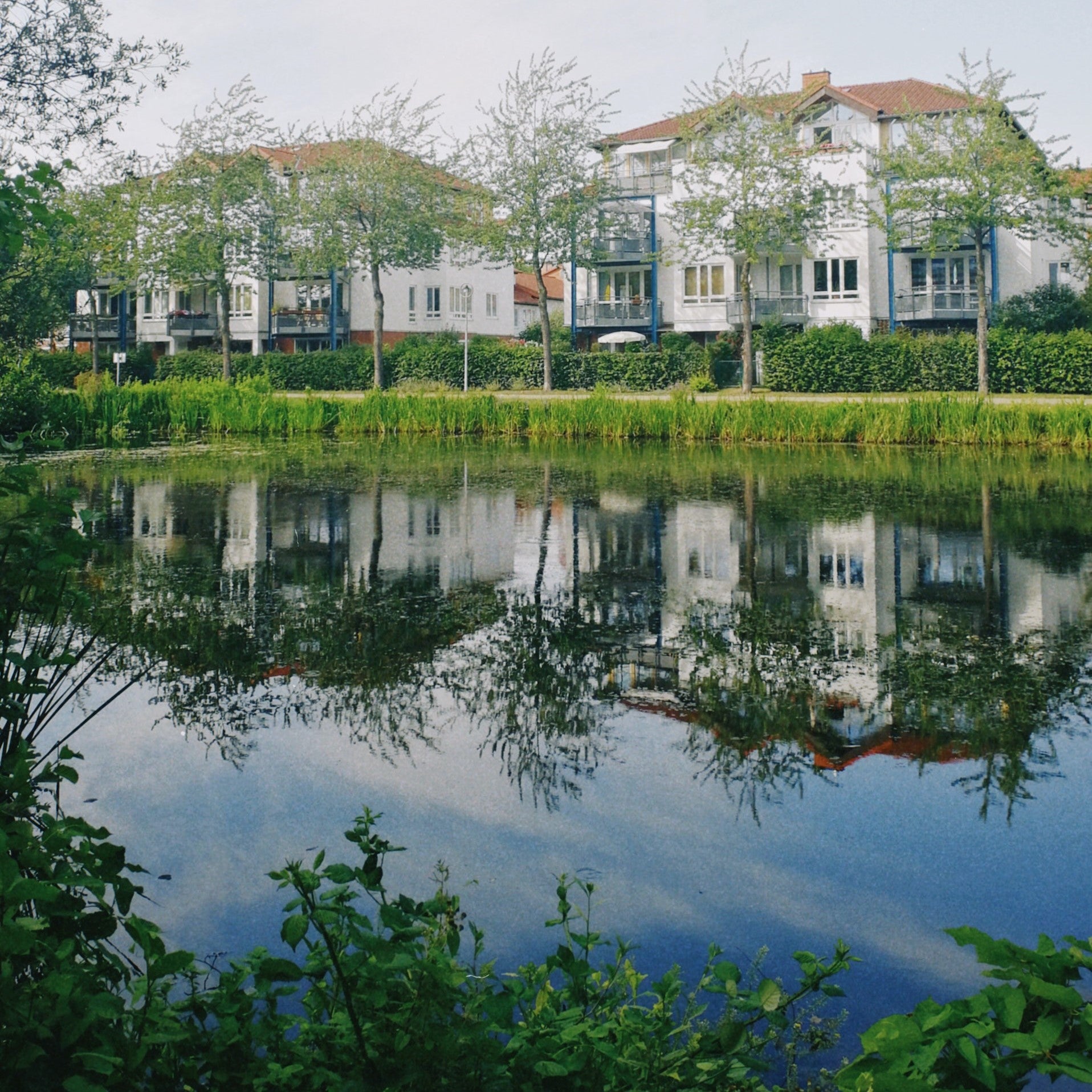 Natural wetland in a residential area