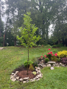Photo of a small garden with a sapling tree planted.