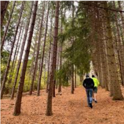 Picture of a person walking in the woods.