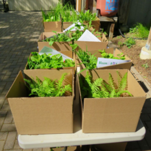 Photo of cardboard boxes filled with a variety of plants.