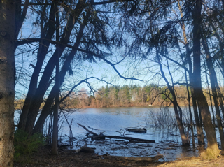 Looking through trees at a blue sky reflected on the water of the reservoir.