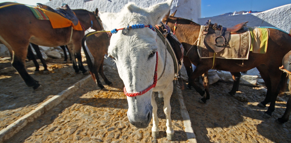 Santorini horses.