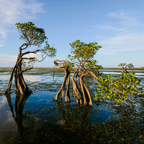 Mangroves on a coastline