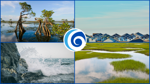 Mangroves, coastal wave action, homes, and saltmarsh