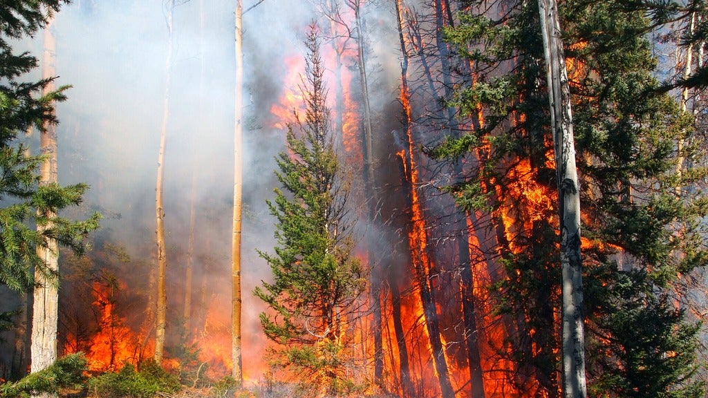 Burning evergreen trees in a forest
