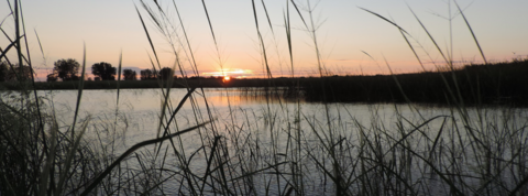 Sunrise over a wetland