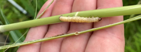 Biocontrol moth caterpillar on a Phragmites stem