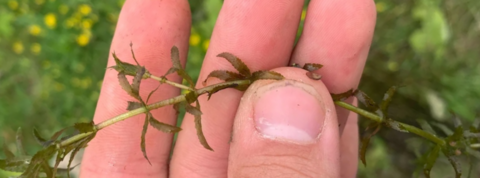 Ryan Graham holding Hydrilla